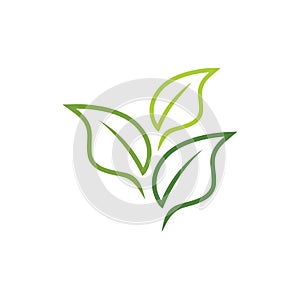 agriculture botany green tea leaf vector logo design