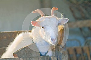 Agriculture breeding goats. White goat portrait