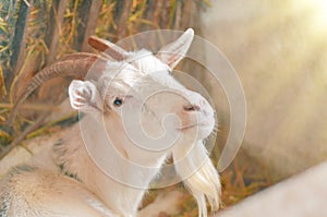 Agriculture breeding goats. White goat portrait