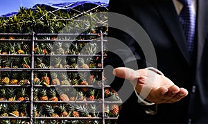 Agriculture business, Pineapple fruit on truck with businessman ask for pay