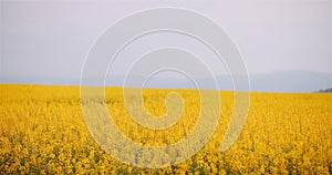 Agriculture canola rapeseed field blooming. Wide shot of fresh beautiful rapeseed flowers.