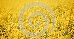 Agriculture canola rapeseed field blooming. Wide shot of fresh beautiful rapeseed flowers.