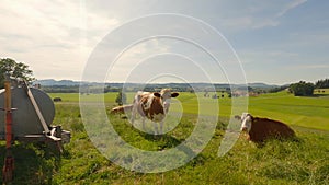 Agriculture and cattle farming and raw dairy products in the mountains of the Alpine region. Brown and white cows