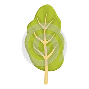 Agriculture chard icon cartoon vector. Green plant