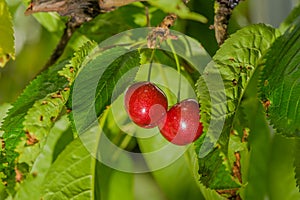 Agriculture - Cherry orchard