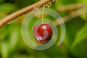 Agriculture - Cherry orchard