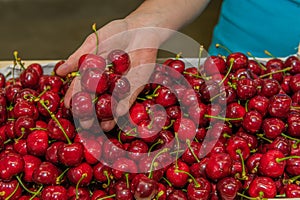 Agriculture - Cherry orchard