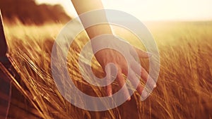 Agriculture. close-up of a farmer hand touching spikelets of yellow wheat at sunset. agriculture business concept