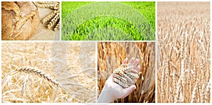 Agriculture collage