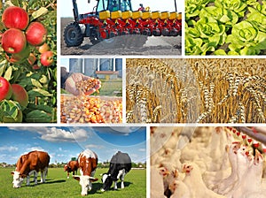 Agriculture - collage