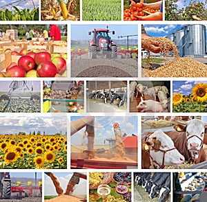 Agriculture in collage
