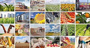 Agriculture in collage photo