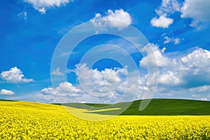 Agriculture, colorful meadows with oilseed rape and wheat, flowering canola, bright yellow color.