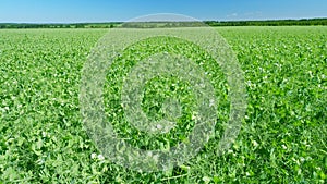 Agriculture concept. Blooming peas white and pink pea or pisum sativum, flowers. Wide shot.