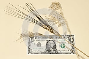Agriculture concept. ears of wheat on a banknote of an american dollar closeup