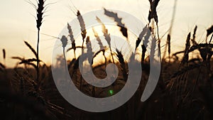 Agriculture concept a golden lifestyle sunset over wheat field. wheat harvest ears slow motion video on background sky