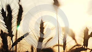 Agriculture concept golden sunset over wheat field. wheat harvest ears slow motion video on background