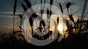 Agriculture concept a golden sunset over wheat field. wheat harvest ears slow motion video on background sky lifestyle