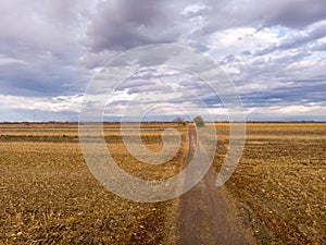 Agriculture concept with paved road in the corn fields with amazing cloudy blue sky