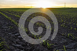 Agriculture concept. Rows of young corn plants growing on a vast field with dark fertile soil in a sunset.