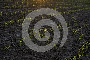 Agriculture concept. Rows of young corn plants growing on a vast field with dark fertile soil in a sunset.