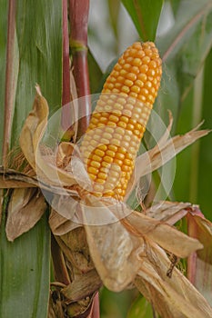 Agriculture - Corn Crop