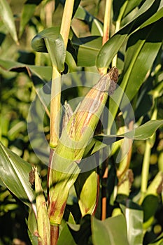 Agriculture - Corn Crop