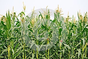 Agriculture, corn Field