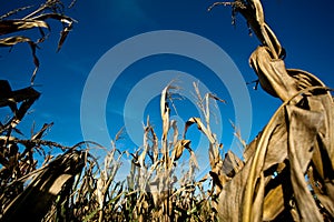 Agriculture - corn field