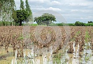 Agriculture corn field in dry season