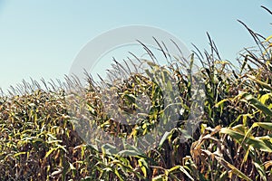 Agriculture corn field in late summer with ripe maize