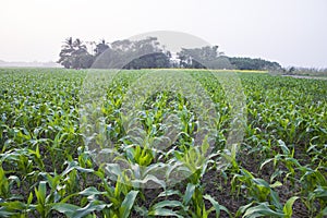 Agriculture corn fields growing in the harvest countryside of Bangladesh