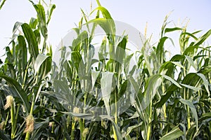 Agriculture corn fields growing in the harvest countryside of Bangladesh