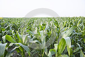 Agriculture corn fields growing in the harvest countryside of Bangladesh