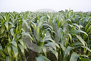 Agriculture corn fields growing in the harvest countryside of Bangladesh