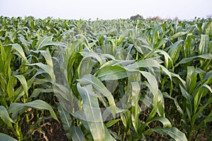 Agriculture corn fields growing in the harvest countryside of Bangladesh