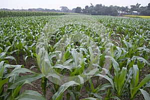 Agriculture corn fields growing in the harvest countryside of Bangladesh