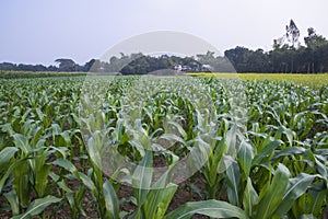 Agriculture corn fields growing in the harvest countryside of Bangladesh