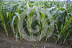 Agriculture corn fields growing in the harvest countryside of Bangladesh