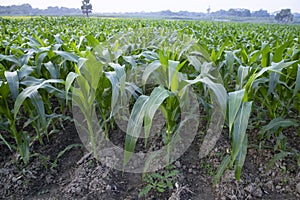 Agriculture corn fields growing in the harvest countryside of Bangladesh