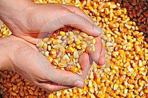 Agriculture corn seeds farmer