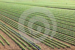 Agriculture, cultivated field