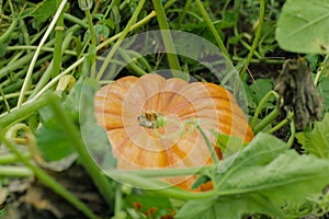 Agriculture, cultivation of large ripe orange pumpkin