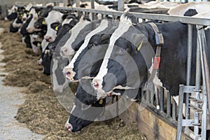 Agriculture dairy cows in a stable on a dairy farm