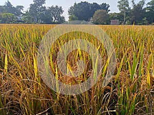 Agriculture of the Dhan photo