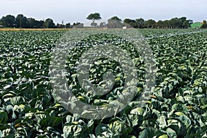 Agriculture in Dithmarschen