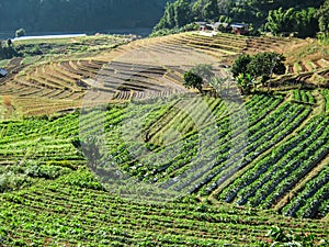 Agriculture in Doi Inthanon National Park