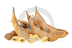 Agriculture - dried soy pods and soybeans isolated on white background. Protein plant for health food