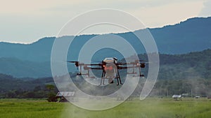 Agriculture drone fly spraying fertilizer on green rice field