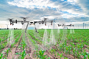 Agriculture drone fly to sprayed fertilizer on the corn fields